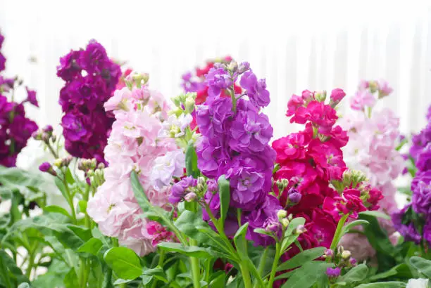 Matthiola incana flower, stock flowers, cut flowers in nursery, potted plant