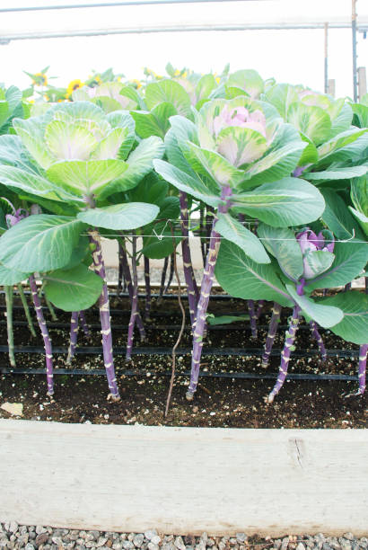Ornamental cabbage in botanical garden, flowers and plants, environment