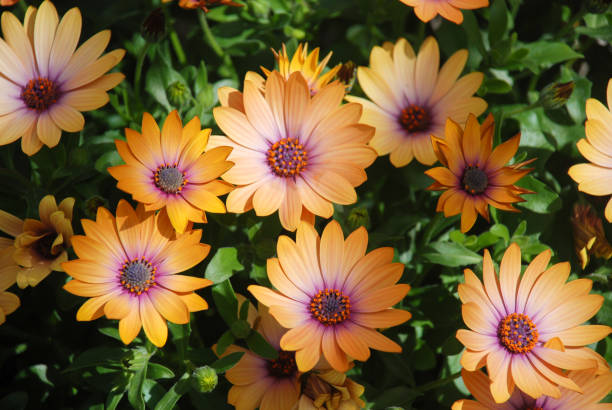 istock Orange osteospermum or dimorphotheca flowers in the flowerbed 1221395077