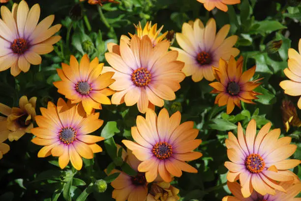 Orange osteospermum or dimorphotheca flowers in the flowerbed, orange flowers.
