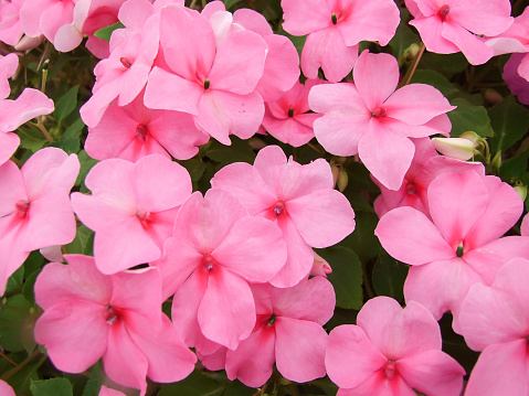 pink impatiens, Busy Lizzie, scientific name Impatiens walleriana flowers also called Balsam, flowerbed of blossoms in pink