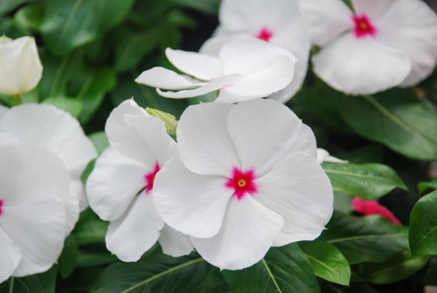 kwiaty vinca liści, białe kwiaty vinca (barwnik madagaskarski) - catharanthus zdjęcia i obrazy z banku zdjęć