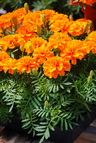 tagetes patula french marigold in bloom, orange yellow flowers, green leaves - erecta imagens e fotografias de stock