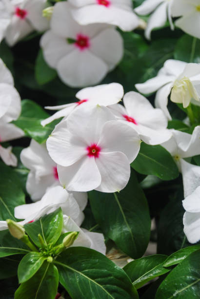 kwiaty vinca liści, białe kwiaty vinca (barwnik madagaskarski) - catharanthus zdjęcia i obrazy z banku zdjęć