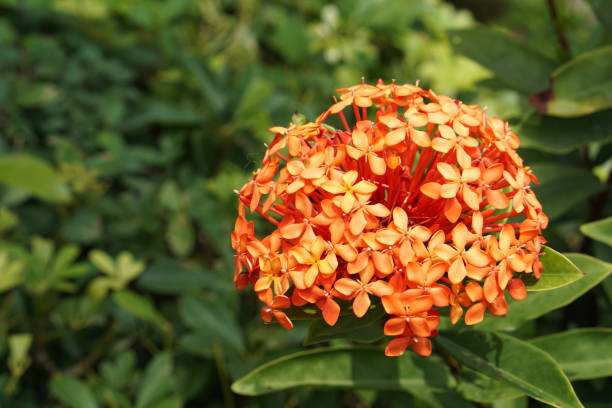 istock orange Ixora chinensis flowers 1221395329