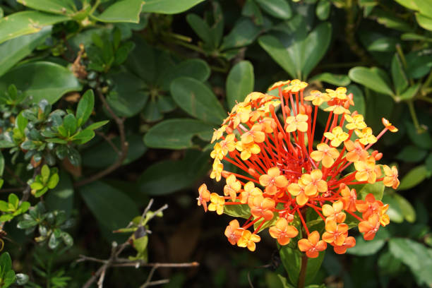 istock orange Ixora chinensis flowers 1221395355