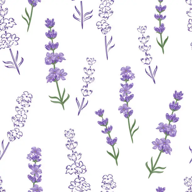 Vector illustration of Lavender seamless pattern. Floral background. Beautiful lavender flowers on white background. Vector color illustration in cartoon flat style and outline.