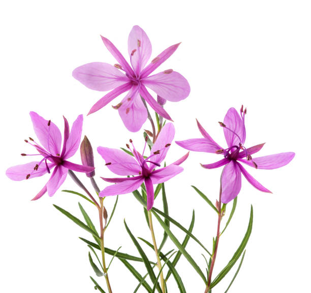 Pink Alpine willowherb Pink Alpine willowherb flowers isolated on white flower mountain fireweed wildflower stock pictures, royalty-free photos & images