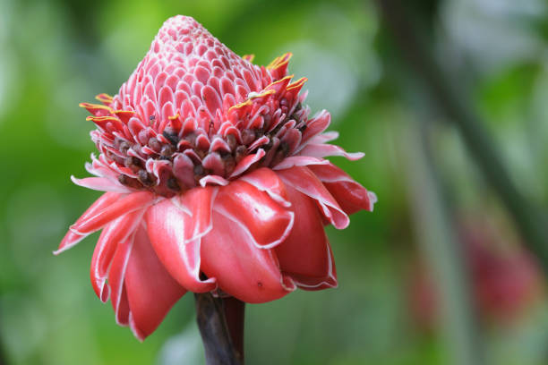 etlingera elatior или филиппинский восковый цветок. - torch ginger стоковые фото и изображения