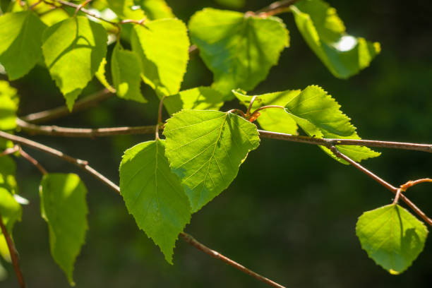 istock Young birch leaves in the morning sun. 1221398767
