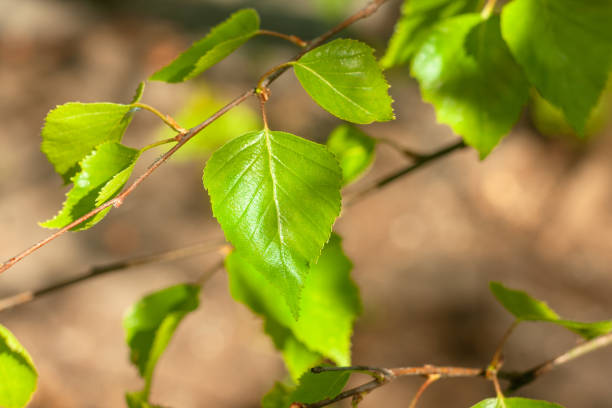 istock Young birch leaves in the morning sun. 1221398877