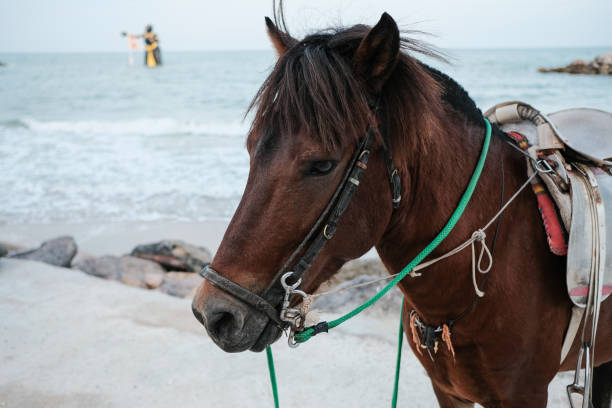 istock The dark brown horse on the beach background 1221398946