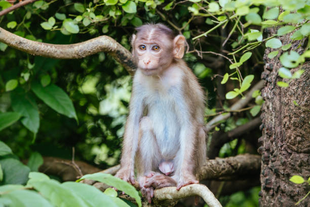 istock Monkeys at Kanheri Caves in Mumbai India 1221398979