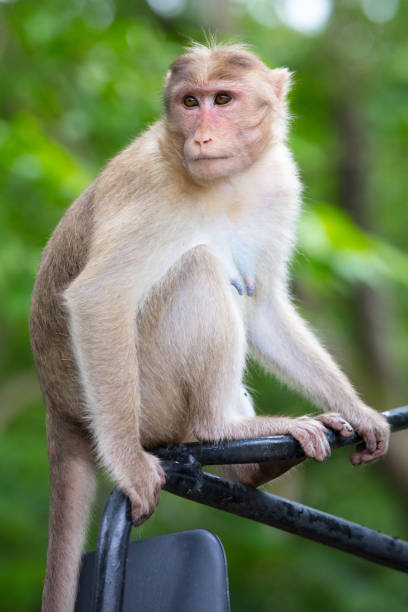 istock Monkeys at Kanheri Caves in Mumbai India 1221398982