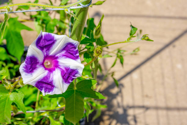 istock Morning glory flowers in summer 1221400696