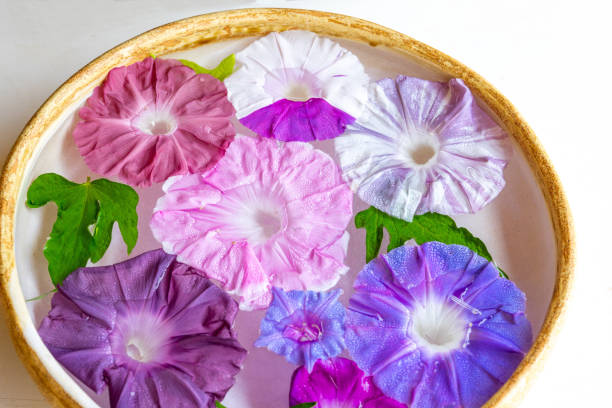 istock Morning glory flowers in summer 1221400743