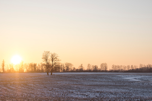 field, tree, sunset