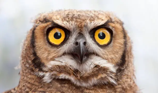 curious looking owl with yellow eyes wide open
