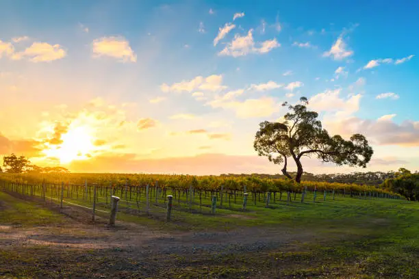 McLaren Vale vineyard with tree at sunset, South Australia