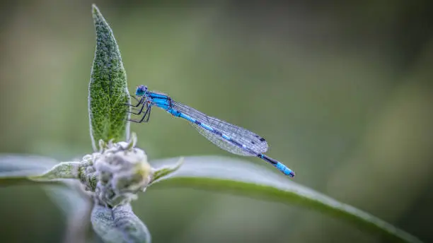 Photo of Enallagma dragonfly.