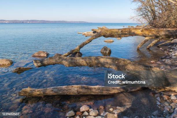 Idyllic Scene With Tree Trunks Leaning Out Over A Stony Beach With Clear Blue Water Lake Vättern Jönköping Sweden Stock Photo - Download Image Now
