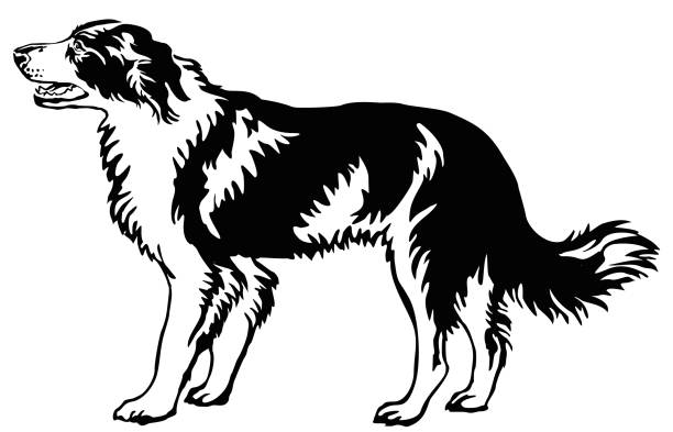 Decorative standing portrait of dog border collie, vector illustration Decorative portrait of standing in profile dog border collie, vector isolated illustration in black color on white background border collie drawing stock illustrations