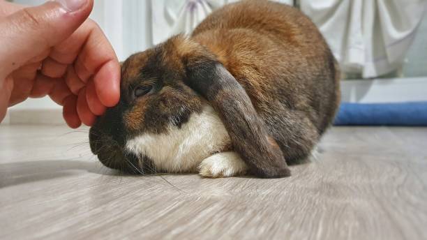 istock rabbit pampered by his human friend 1221403384