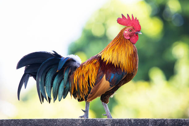 istock Colorful rooster on wall on blurred green bokeh background 1221405040