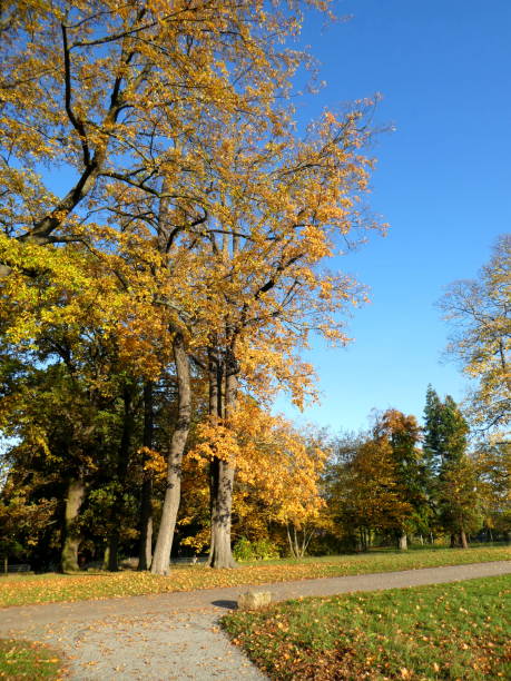 istock Autumn panorama in the afternoon, Germany 1221405761