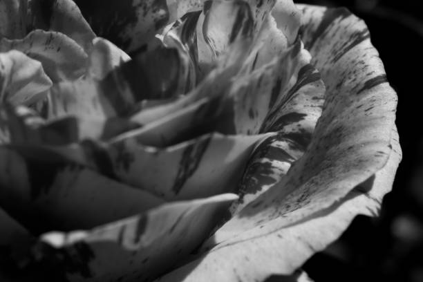 istock Rose petal petals leaf nature flower black and white 1221407004