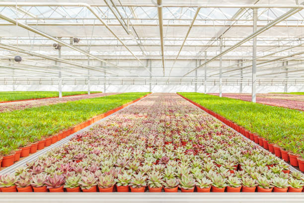 istock Professional growth of echeveria cacti plants 1221407229