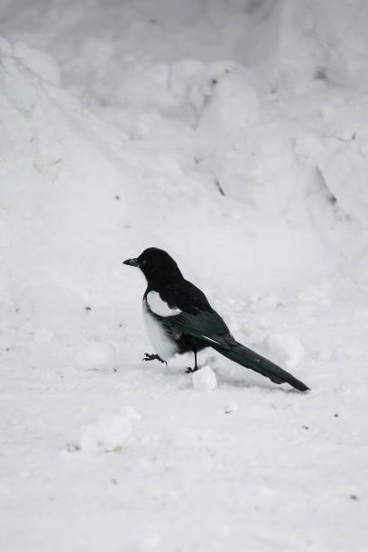 istock Bird seeking food on the snow 1221408770