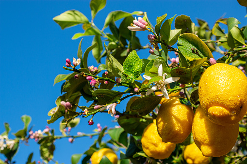 Lemons on untreated trees in the south of France. Pesticide-free and organic certified agriculture.