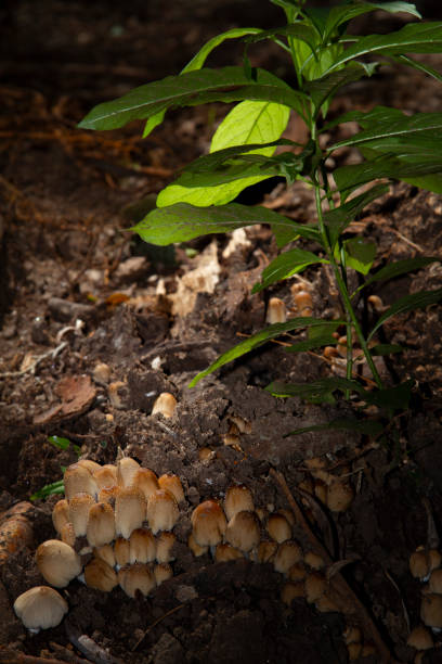 istock Mushrooms in the forest. 1221409156