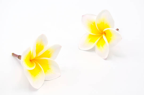 istock Blooming phumalia or Champa flower 1221410559