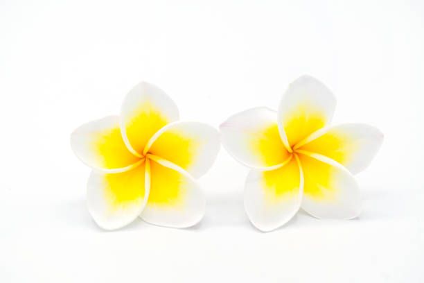 istock Blooming phumalia or Champa flower 1221410604