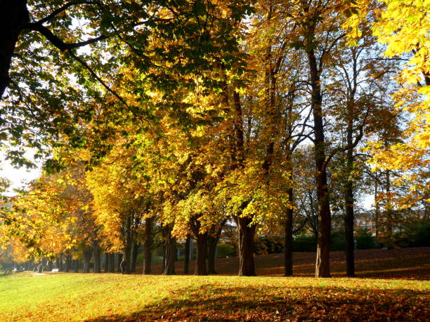 istock Autumn panorama in the afternoon, Germany 1221411053