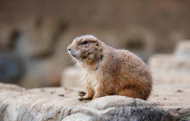 istock Prairie dog in the nature park 1221412405