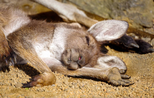 Kangaroo and joey in pouch facing camera, Tom Groggin  CG, Kosciuszko NP