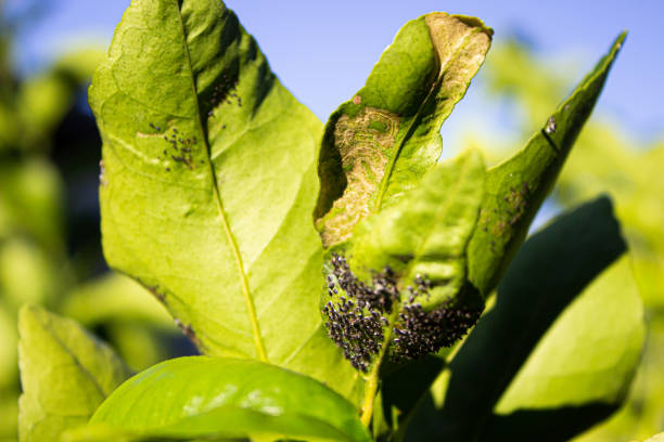 citric disease cochineal and aphid in lemon tree brown soft scale insect stock pictures, royalty-free photos & images