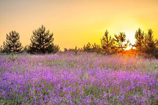 beautiful amazing spring landscape with  flowering purple flowers in meadow and sunrise. wildflowers blooming on summer field. wild scenery with blurred foreground