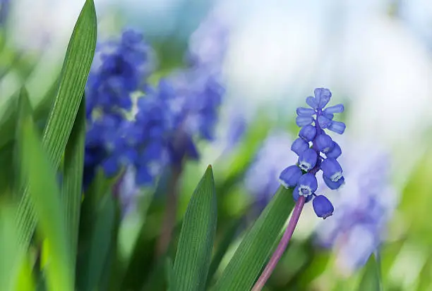 Common grape hyacinth (Muscari botryoides) shallow depth of field, focus on selected petals, vibrant colors and bright sunshine 