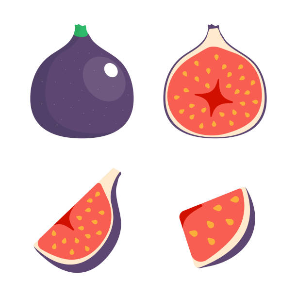 ilustraciones, imágenes clip art, dibujos animados e iconos de stock de diseño vectorial del conjunto de iconos de fruta de higo. - fig