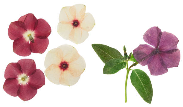 istock Pressed and dried delicate flower catharanthus, isolated on white background. For use in scrapbooking, floristry or herbarium 1221414463