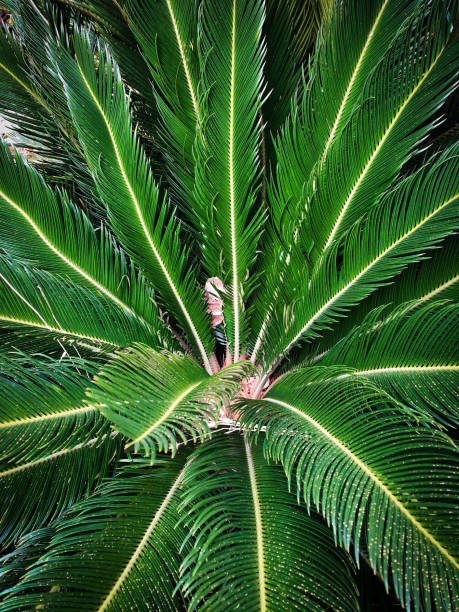 istock Close up green tropical palm leaves 1221416128