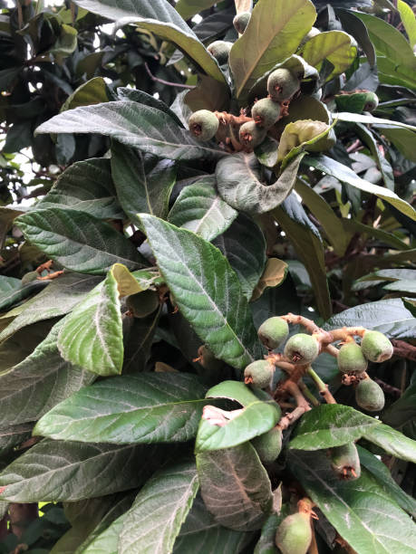 istock Green loquat fruits on banch 1221416204