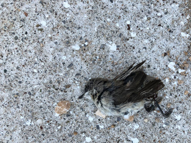 istock Gray brown little dead sparrow lies on asphalt 1221416277