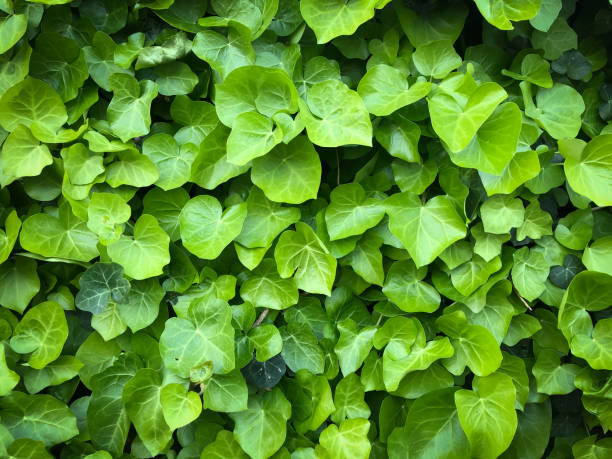istock Horizontal close up wld poison green ivy wall texture pattern wallpaper plant background 1221416365
