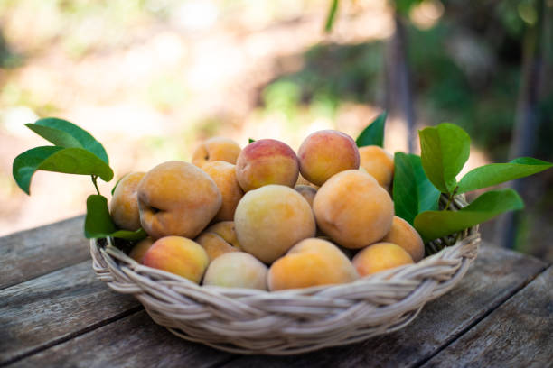 istock Close up group of peachs fruit on wood table. 1221416442