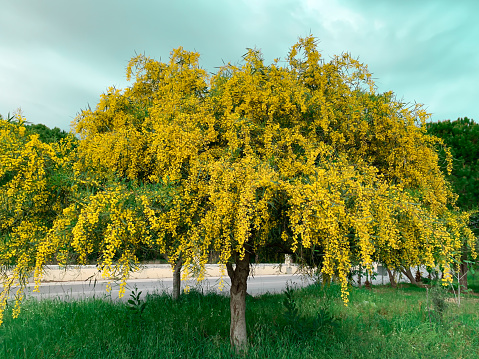Big yellow fluffy blooming mimosa tree spring flowers acacia dealbata